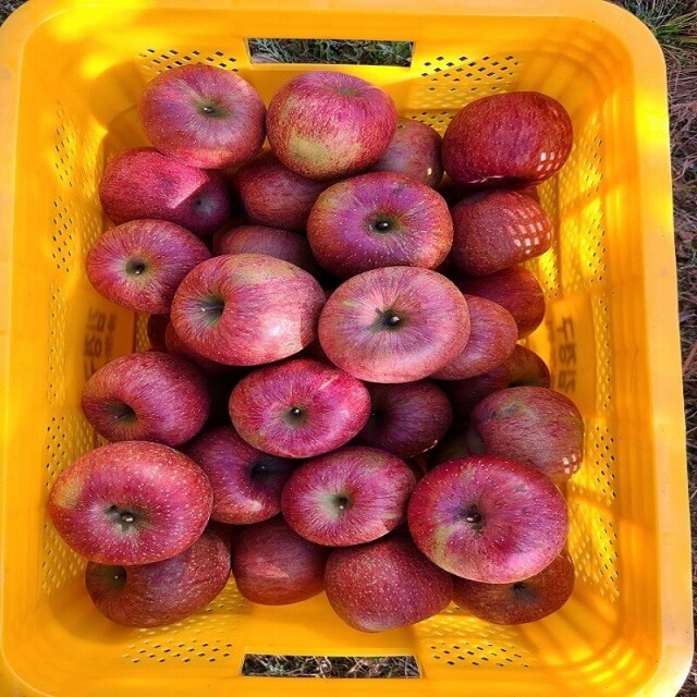 곰배령농산물,(산지직송) 인제 새콤달콤 부사 사과즙 30포