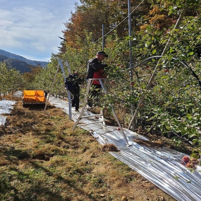 곰배령농산물,(산지직송) 인제 새콤달콤 부사 사과즙 30포