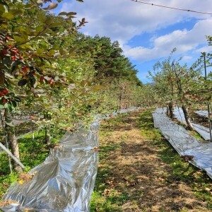 곰배령농산물,(산지직송) 인제 새콤달콤 부사 사과즙 30포+2포